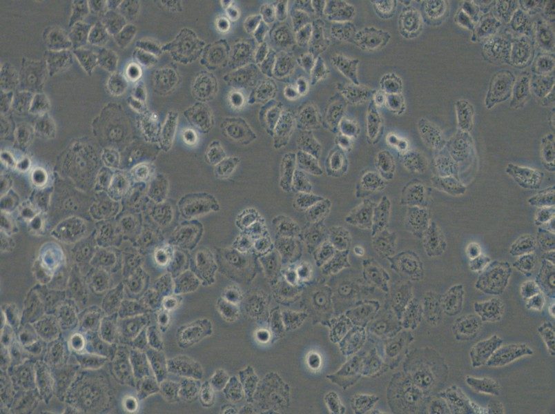 NCI-H838 Cell Complete Medium - 4