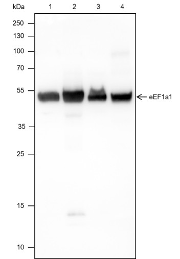 Recombinant eEF1A1 Monoclonal Antibody-searchlist-1