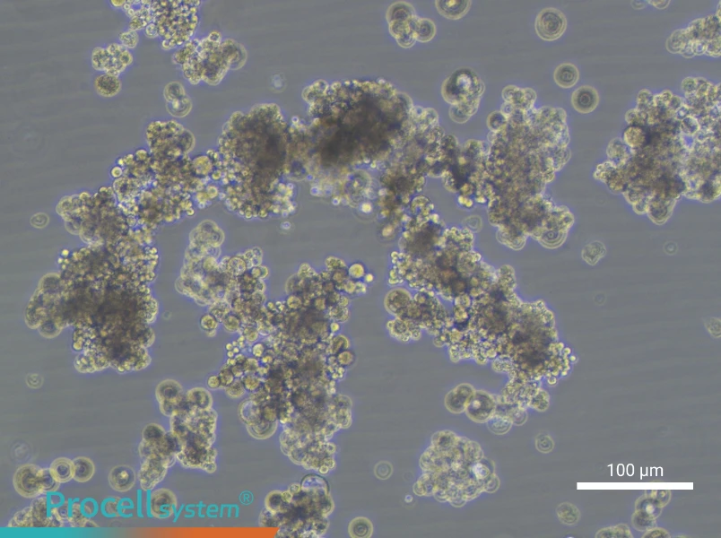 OCUM-1 Cell Complete MediumOCUM-1 Cell Complete Medium - 1