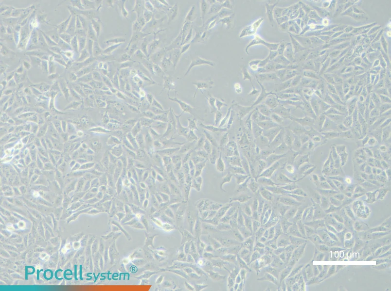SK-6 Cell Complete Medium