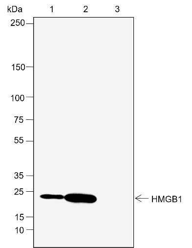Recombinant HMGB1 Monoclonal Antibody - small - 6