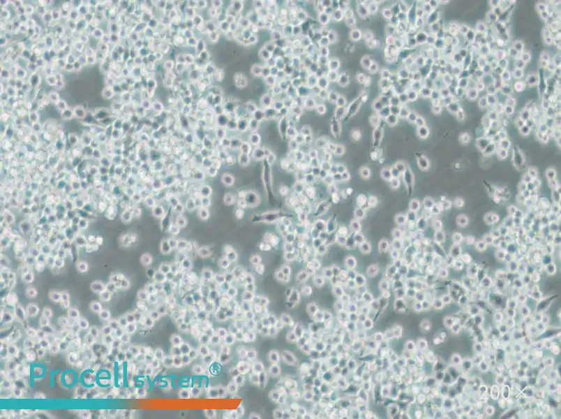 DC2.4 Cell Complete Medium - small - 4