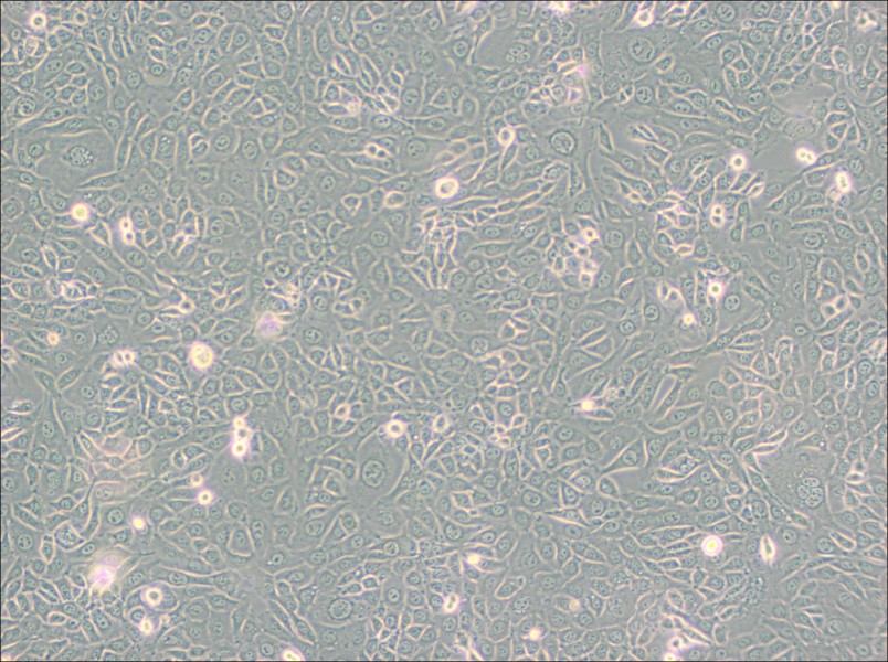 EMT6 [EMT-6] Cell Complete Medium-searchlist-1