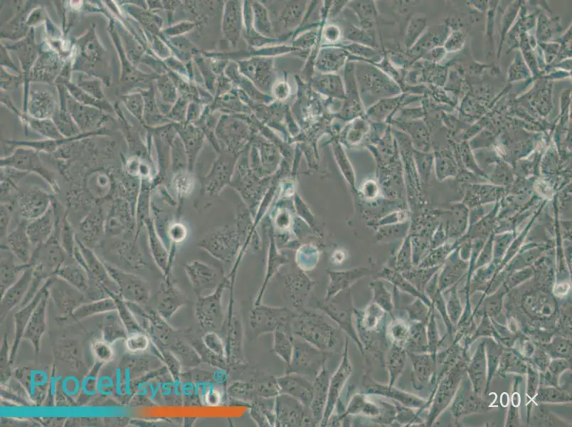 MO3.13 Cell Complete Medium - 4