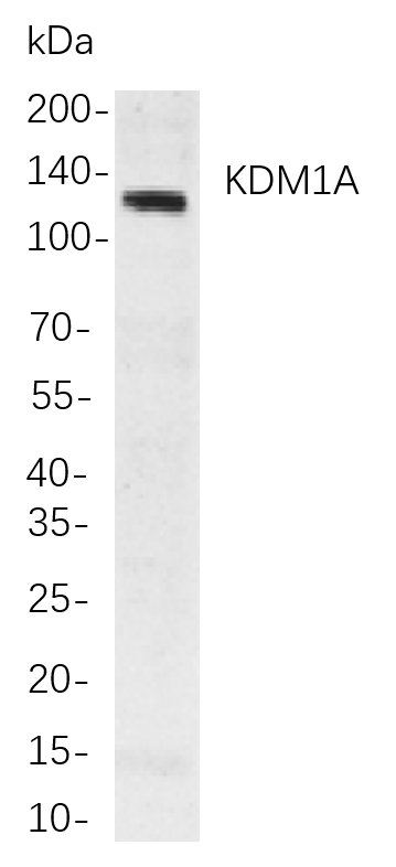 Recombinant KDM1A Monoclonal Antibody-searchlist-1