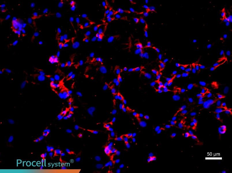 Human Umbilical Artery Endothelial Cell Complete Medium - 1