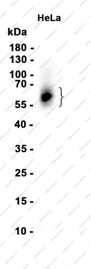 Recombinant CD58 Monoclonal Antibody - 1