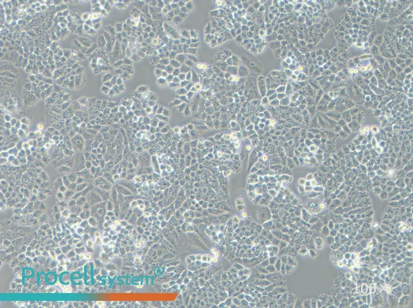 NCI-H460 [H460] Cell Complete Medium - 1