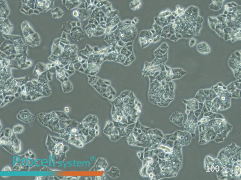 NCI-H1395 Cell Complete MediumNCI-H1395 Cell Complete Medium - 3
