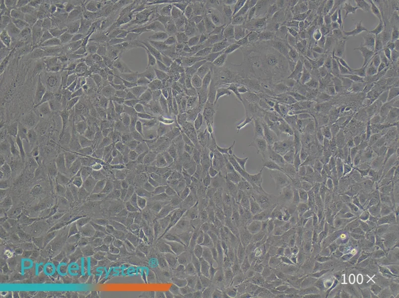 MC3T3-E1 Subclone 14 Cell Complete Medium - 3