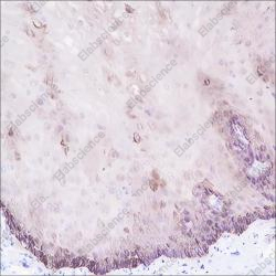 Recombinant Keratin 15 Monoclonal Antibody - 3