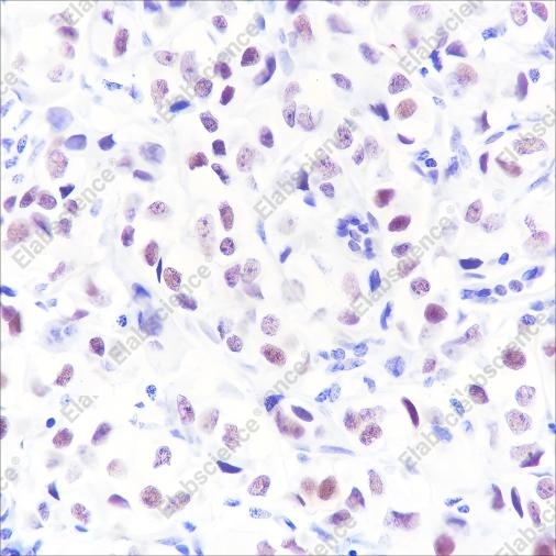 Recombinant MED4 Monoclonal Antibody - 2