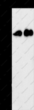 CD27 Polyclonal Antibody - 1
