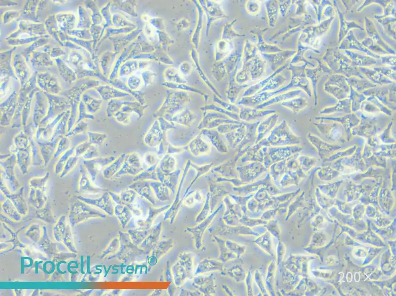 VCaP Cell Complete Medium - small - 4