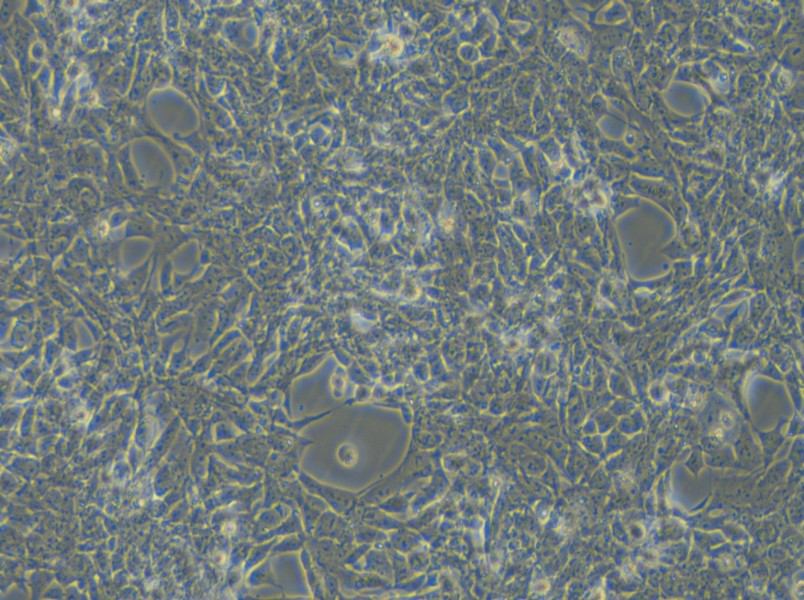 SBC-3 Cell Complete Medium - 4