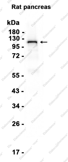 Recombinant SIRT1 Monoclonal Antibody - 1
