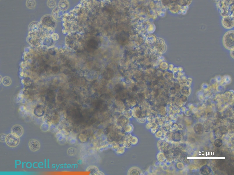 OCUM-1 Cell Complete MediumOCUM-1 Cell Complete Medium - 6