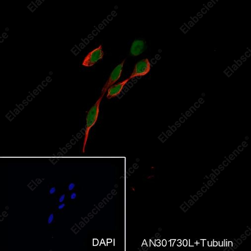 Recombinant Cdc27 Monoclonal Antibody - 4