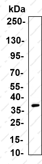 Recombinant CD40 ligand Monoclonal Antibody - 1