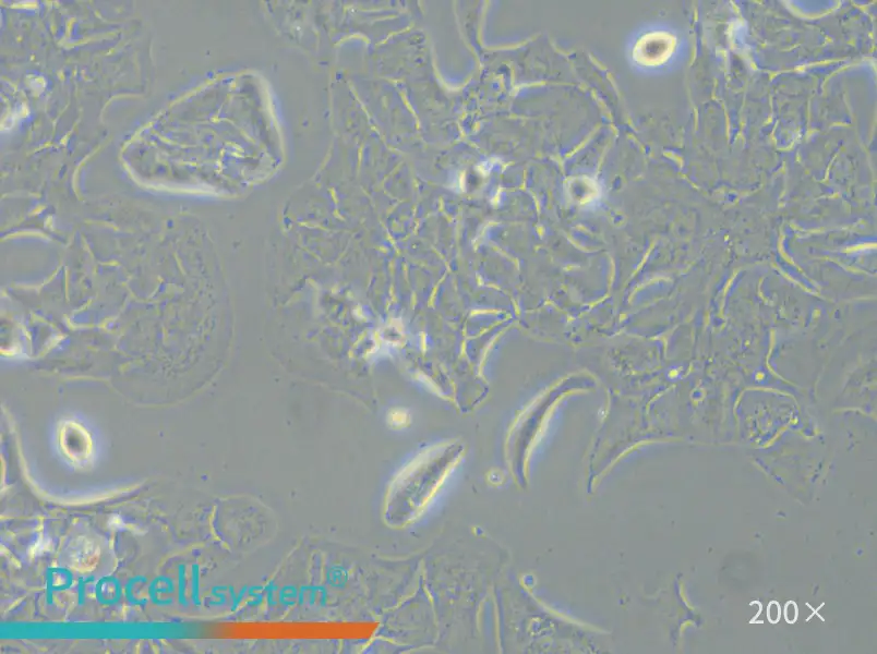 HCC2935 Cell Complete Medium - 6