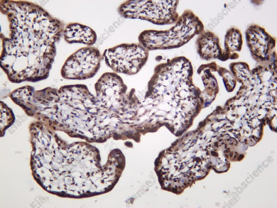 Recombinant Inhibin β-A Monoclonal Antibody - 1