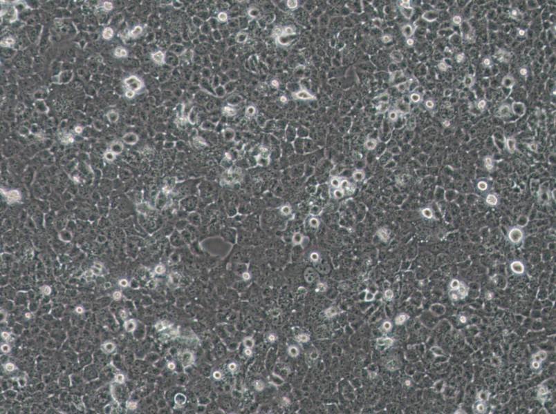 JHH-7 Cell Complete Medium - 2