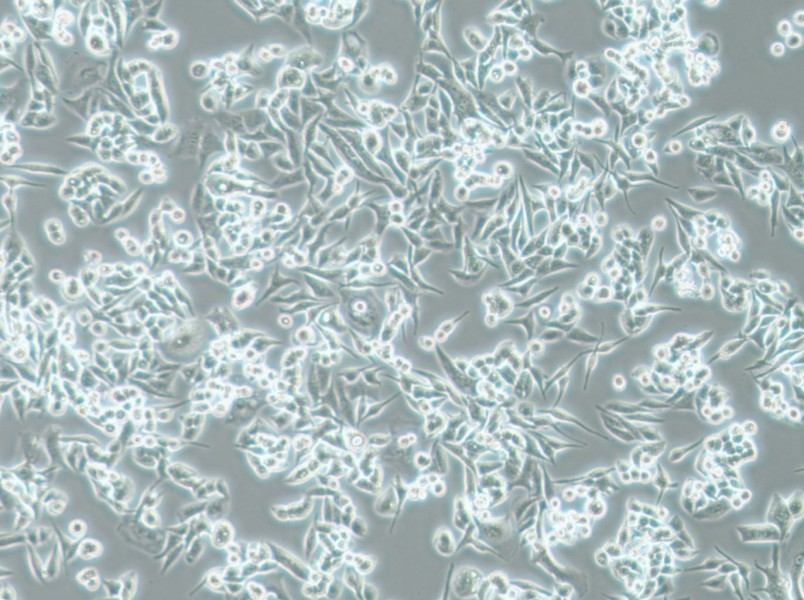 SUIT-2 Cell Complete Medium - 2