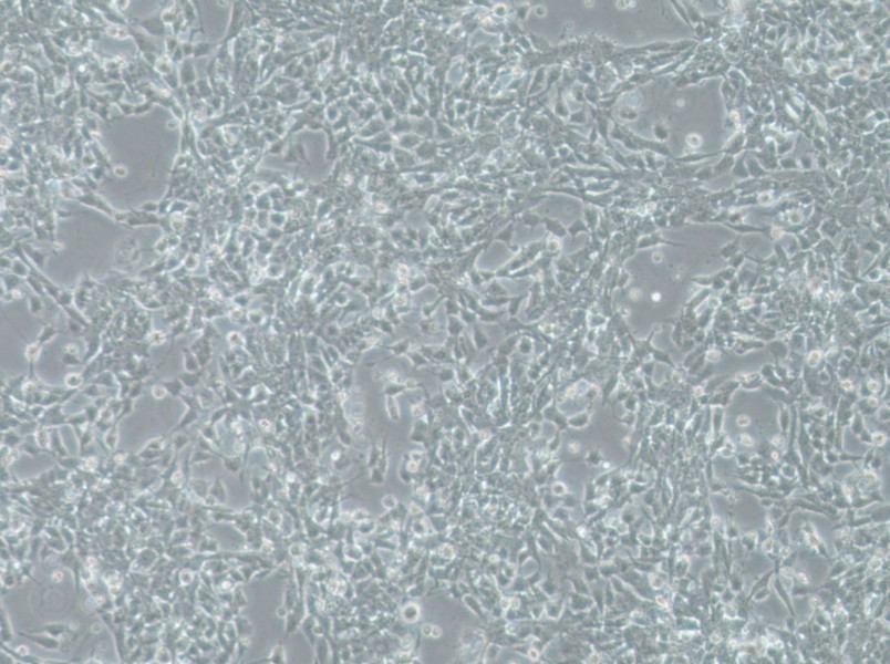 SK-N-DZ Cell Complete Medium - small - 4