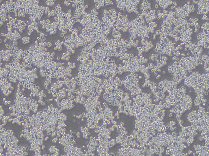 COLO 320DM Cell Complete Medium-searchlist-1