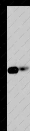 LIMS1 Polyclonal Antibody - 1