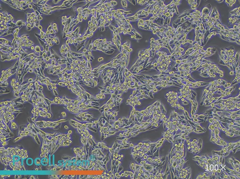 MLTC-1 Cell Complete Medium - 3