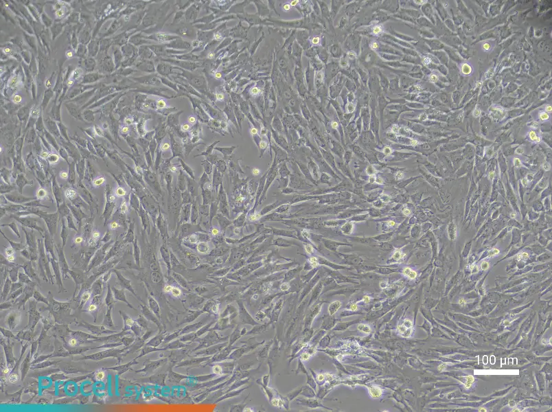 Rabbit Nucleus Pulposus Cell Complete Medium - 3