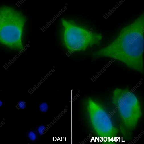 Recombinant CD13 Monoclonal Antibody - 7