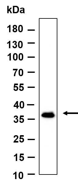 Recombinant OXGR1 Monoclonal Antibody-searchlist-1