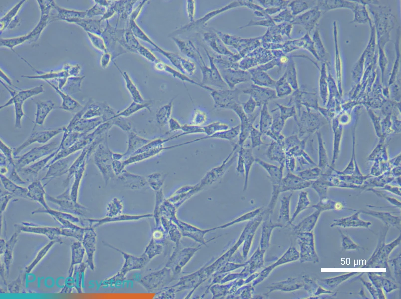 Rat Embryonic Fibroblast Complete Medium - small - 6