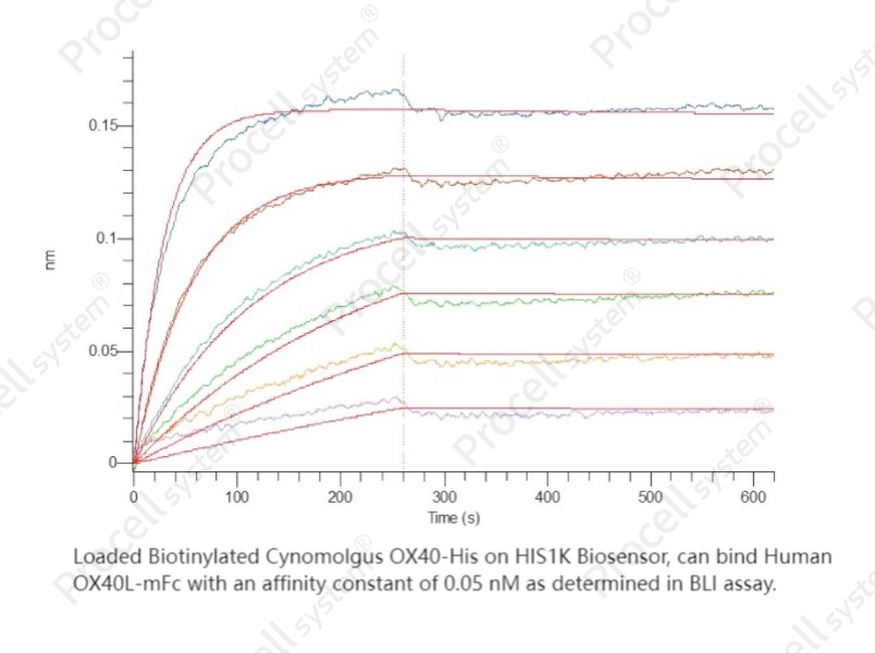 OX40/TNFRSF4 (C-6His), Cynomolgus, RecombinantOX40/TNFRSF4 (C-6His), Cynomolgus, Recombinant - 2