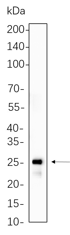 Recombinant HSP27 Monoclonal Antibody-searchlist-1