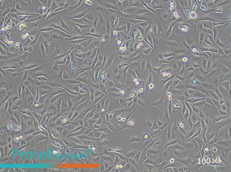 GBC-SD Cell Complete Medium - 2