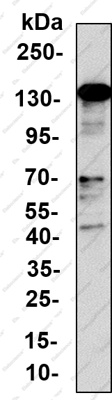 Recombinant POLD1 Monoclonal Antibody - 1