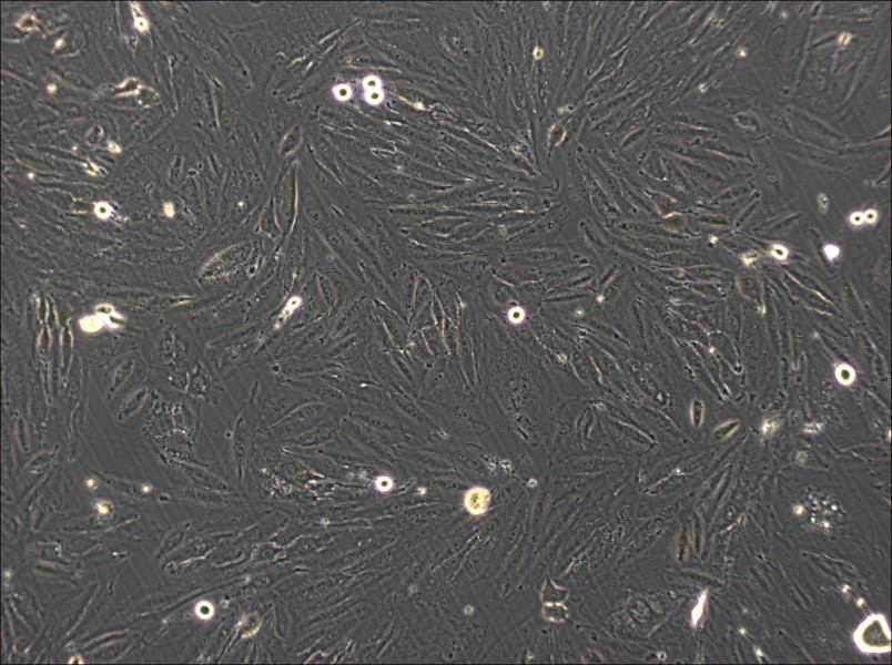 NCI-H2030 Cell Complete Medium - 2