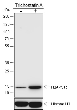 Recombinant Histone H2A (Acetyl Lys5) Monoclonal Antibody - 3
