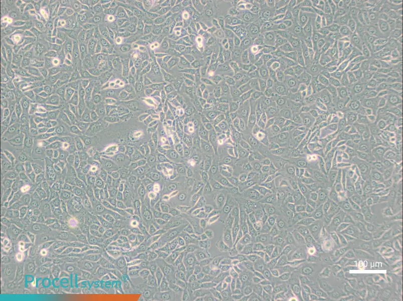 EMT6 [EMT-6] Cell Complete Medium - 2