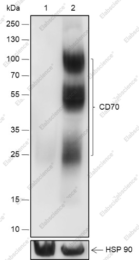 Recombinant CD70 Monoclonal Antibody - 1