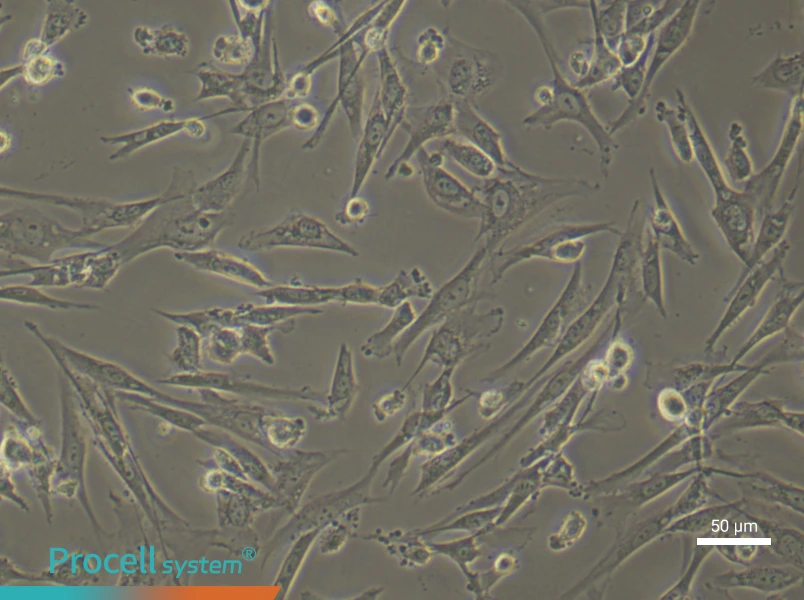 Human Umbilical Cord Mesenchymal Stem (Primary cell immortalization) Cell Complete MediumHuman Umbilical Cord Mesenchymal Stem (Primary cell immortalization) Cell Complete Medium - 4