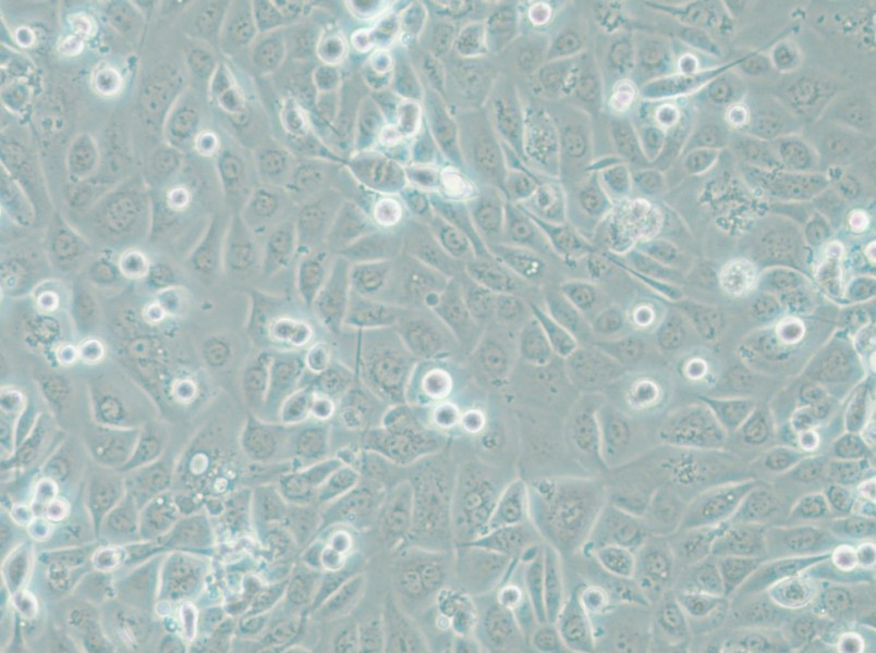 COLO-680N Cell Complete Medium - 5