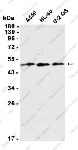 Recombinant AMSH Monoclonal Antibody - 1