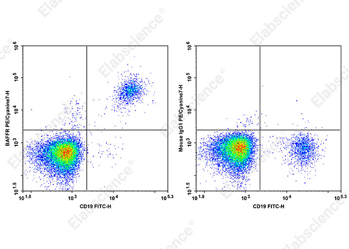 PE/Cyanine7 Anti-Human BAFFR Antibody[7H12]-searchlist-1