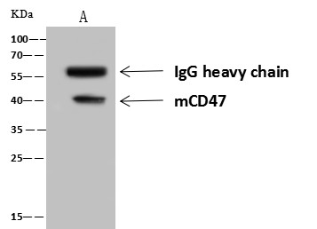 Recombinant CD47 Monoclonal Antibody - small - 2