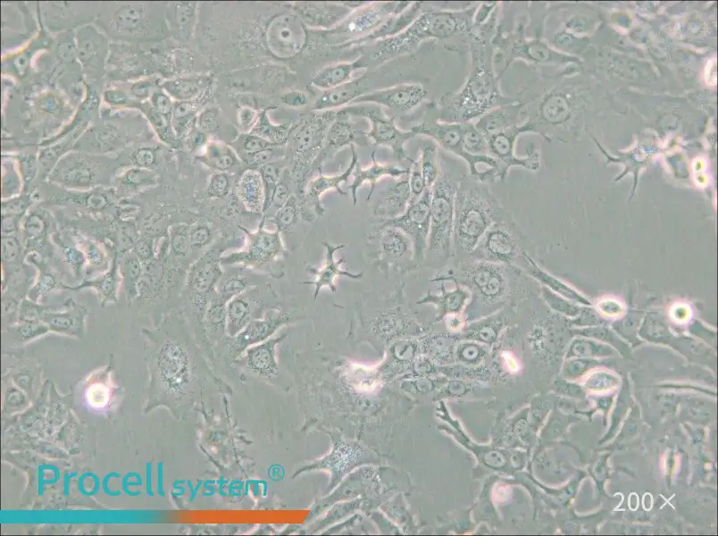 NCI-H1568 [H1568] Cell Complete Medium - 5