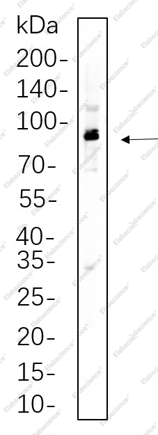 Recombinant Phospho-p90RSK (Ser380) Monoclonal Antibody - 1